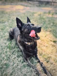 dog, dog training, leash, dutch shepherd, belgiun mailinois, on gras